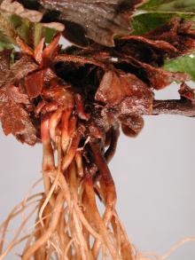 Image related to Strawberry (Fragaria spp.)-Black Root Rot Complex