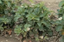 Image related to Strawberry (Fragaria spp.)-Common Leaf Spot