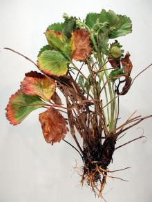 Image related to Strawberry (Fragaria spp.)-Crown Rot