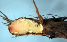 Image related to Strawberry (Fragaria spp.)-Crown Rot