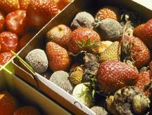 Image related to Strawberry (Fragaria spp.)-Gray Mold (Fruit Rot)