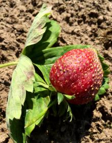 Image related to Strawberry (Fragaria spp.)-Powdery Mildew