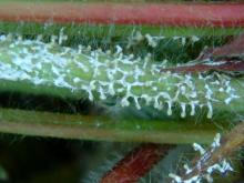 Image related to Strawberry (Fragaria spp.)-Slime Mold