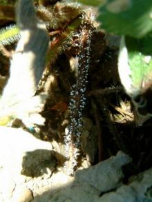 Image related to Strawberry (Fragaria spp.)-Slime Mold