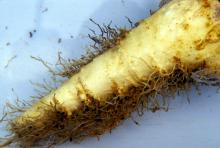 Image related to Sugar Beet (Beta vulgaris)-Nematode, Beet Cyst