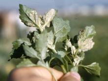 Image related to Sugar Beet (Beta vulgaris)-Powdery Mildew