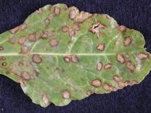 Image related to Sugar Beet (Beta vulgaris)-Ramularia Leaf Spot