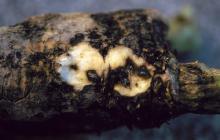 Image related to Sugar Beet (Beta vulgaris)-Rhizoctonia Root and Crown Rot