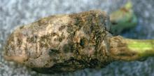 Image related to Sugar Beet (Beta vulgaris)-Rhizoctonia Root and Crown Rot