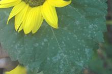 Image related to Sunflower (Helianthus spp.)-Powdery Mildew