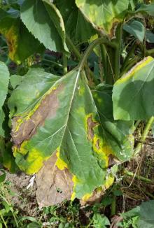 Large sunflower leaf