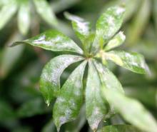 Image related to Sweet Woodruff (Galium oderatum)-Powdery Mildew