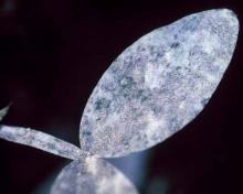 Image related to Sweetpea (Lathyrus odoratus)-Powdery Mildew