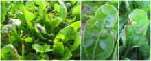 Bacterial leaf spot caused by Pseudomonas syringae pv. aptata in baby leaf Swiss chard crops. Photo credited to M. Nampijja, S. Crane, and L. du Toit, Washington State University.