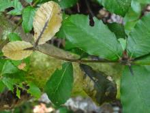 Image related to Tanoak (Notholithocarpus densiflorus)-Sudden Oak Death