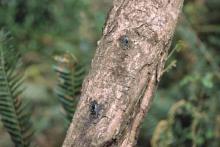 Image related to Tanoak (Notholithocarpus densiflorus)-Sudden Oak Death