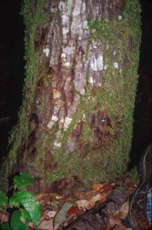 Image related to Tanoak (Notholithocarpus densiflorus)-Sudden Oak Death