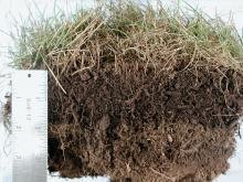 Image related to Thatch in Home Lawns