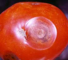 Image related to Tomato (Lycopersicon esculentum)-Anthracnose