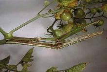 Image related to Tomato (Lycopersicon esculentum)-Bacterial Canker