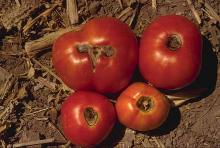 Image related to Tomato (Lycopersicon esculentum)-Blossom-end Rot