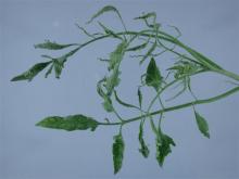 Image related to Tomato (Lycopersicon esculentum)-Common Mosaic of Tomato (Internal Browning of Fruit)