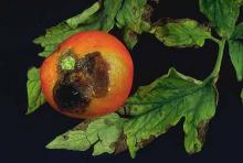 Image related to Tomato (Lycopersicon esculentum)-Early Blight