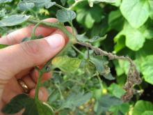 Image related to Tomato (Lycopersicon esculentum)-Gray Mold (Ghost Spot)