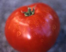 Image related to Tomato (Lycopersicon esculentum)-Gray Mold (Ghost Spot)