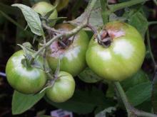 Image related to Tomato (Lycopersicon esculentum)-Late Blight