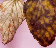 Image related to Tomato (Lycopersicon esculentum)-Leaf Mold