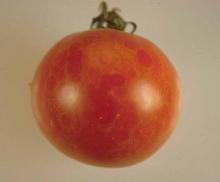 Image related to Tomato (Lycopersicon esculentum)-Tomato Spotted Wilt