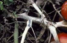 Image related to Tomato (Lycopersicon esculentum)-White Mold