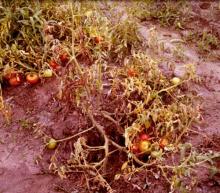 Image related to Tomato (Lycopersicon esculentum)-Wilts (Fusarium Wilt, Verticillium Wilt)