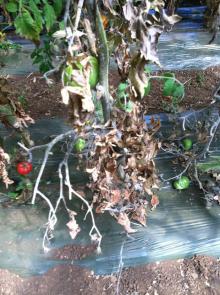 Powdery mildew heavily colonizing on a tomato plant and causing the affected leaflets to turn brown and die. Photo by Cynthia M. Ocamb, 2016.