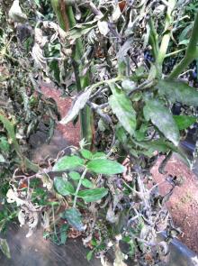 Powdery mildew colonizing extensively the stems, petioles, and leaflets of an affected plant. Note the whitish cast on the stems and petioles. Photo by Cynthia M. Ocamb, 2016.