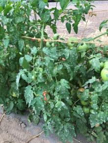 A tomato plant with a large number of discrete powdery mildew colonies on the leaves. Photo by Cynthia M. Ocamb, 2019.