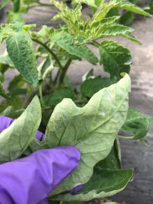 Powdery mildew colonies on the underside of a tomato leaflet. Photo by Cynthia M. Ocamb, 2020.