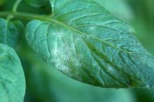 Some powdery mildew fungi can produce profuse white powdery growth on the upper leaf surface as seen here while others may only be seen as a sparse growth on the leaf's lower side.