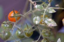 Powdery mildew colonies can occur on fruit stems as well as leaves.