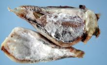 Image related to Tulip-Fusarium Basal Rot