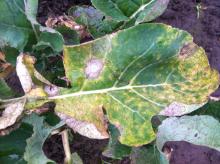 Image related to Turnip and Rutabaga (Brassica sp.)-Black Leg (Phoma Dry Rot)