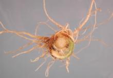 Image related to Turnip and Rutabaga (Brassica sp.)-Black Leg (Phoma Dry Rot)