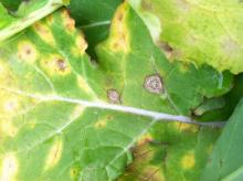 Image related to Turnip and Rutabaga (Brassica sp.)-Black Leg (Phoma Dry Rot)