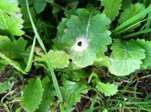 Image related to Turnip and Rutabaga (Brassica sp.)-Black Leg (Phoma Dry Rot)