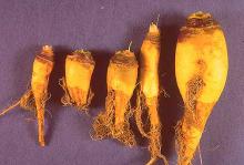 Image related to Turnip and Rutabaga (Brassica sp.)-Black Root Rot