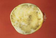 Image related to Turnip and Rutabaga (Brassica sp.)-Black Rot