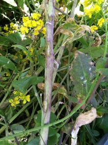 Image related to Turnip and Rutabaga (Brassica sp.)-Light Leaf Spot