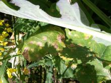 Image related to Turnip and Rutabaga (Brassica sp.)-White Leaf Spot and Gray Stem