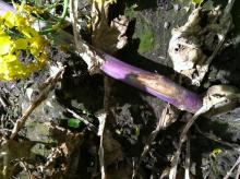 Image related to Turnip and Rutabaga (Brassica sp.)-White Leaf Spot and Gray Stem